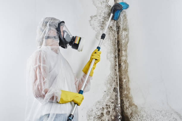 Best Mold Remediation  in Mulgee, OK