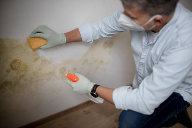 Professional Mold Removal in Okmulgee, OK