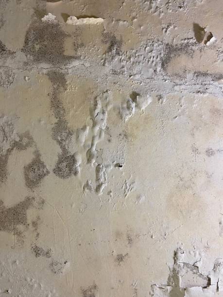 Best Black Mold Removal  in Mulgee, OK