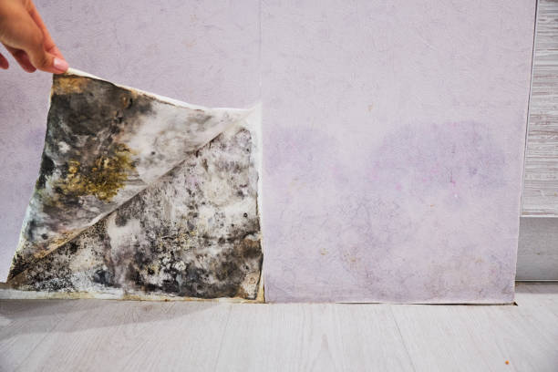 Best Affordable Mold Removal  in Mulgee, OK